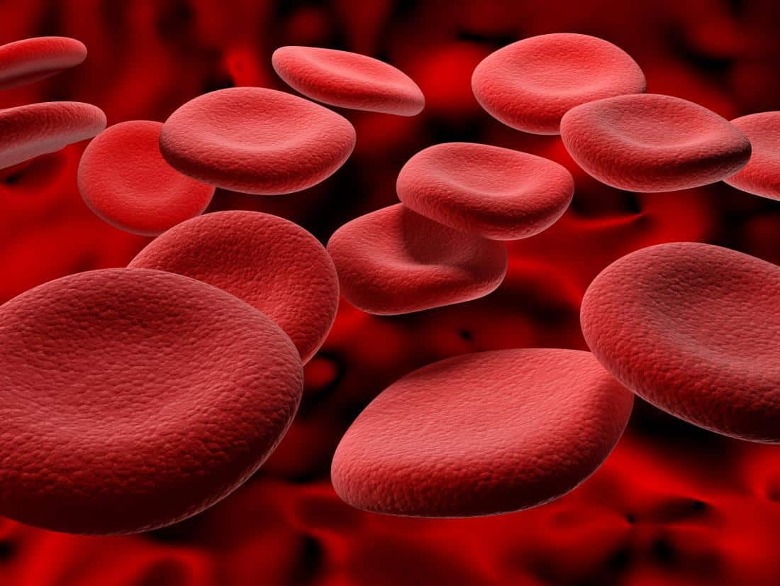 Red blood cells Red blood cells