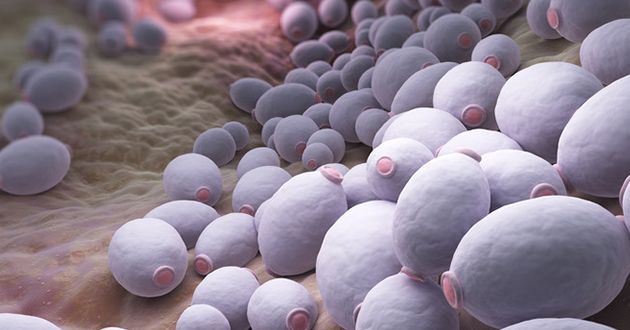 Candida causes, symptoms and treatment